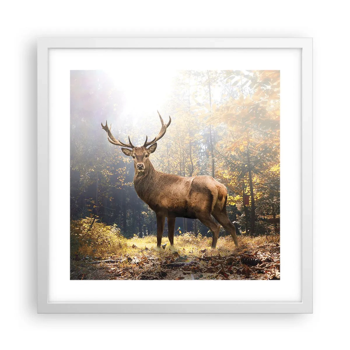 Poster in einem weißen Rahmen - In voller Majestät - 40x40 cm