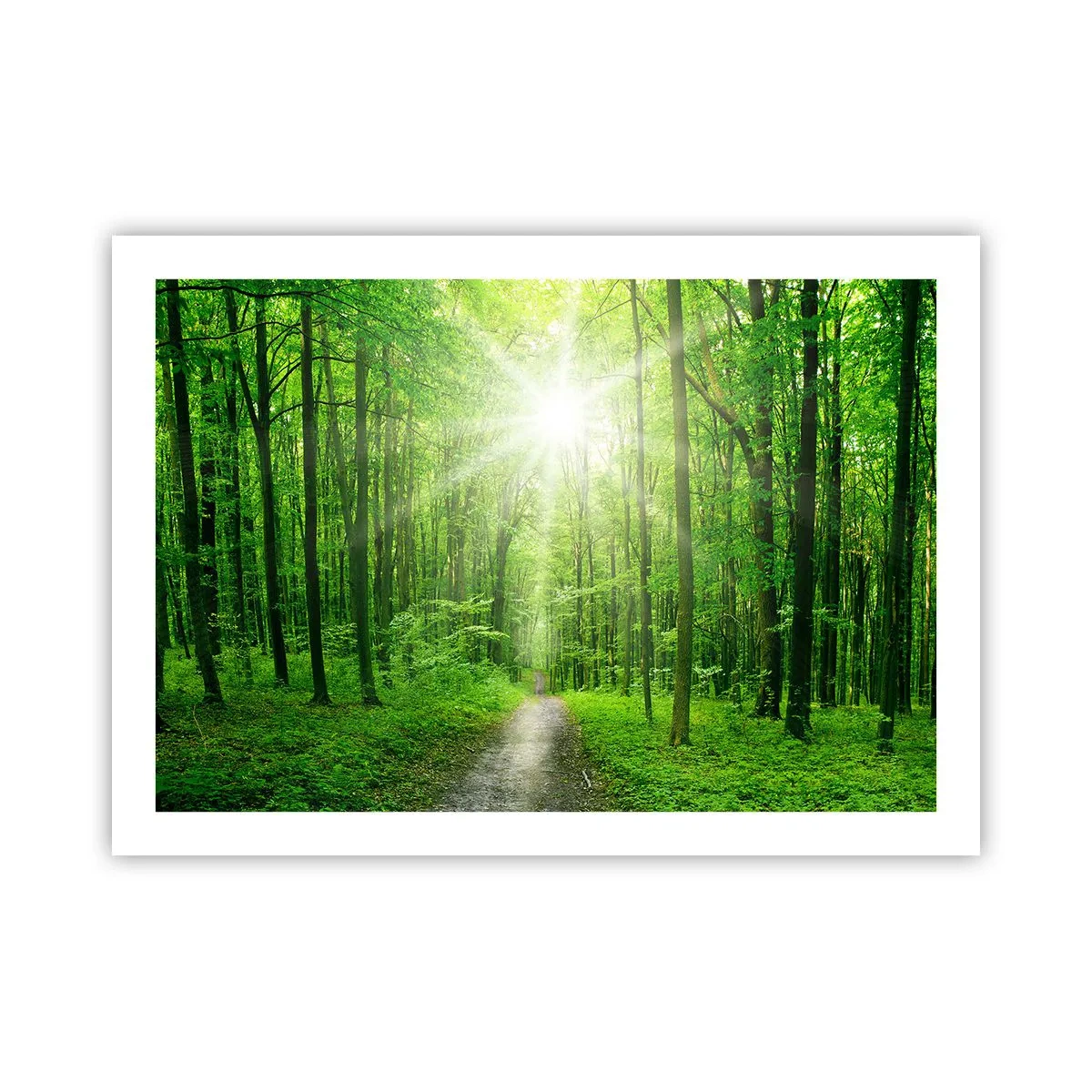Poster - Die grüne Kathedrale - 70x50 cm
