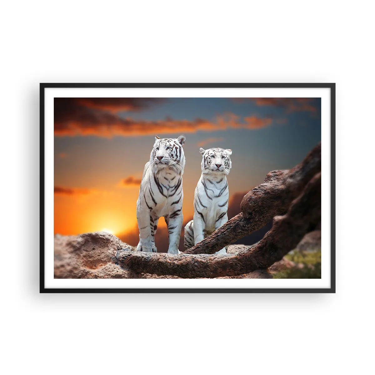 Poster in einem schwarzem Rahmen - Weiße Tiger in der untergehenden Sonne vor der Kulisse der Natur - 100x70cm - Genau wie Narnia - Moderne Wanddekoration für Wohnzimmer und Schlafzimmer ARTTOR