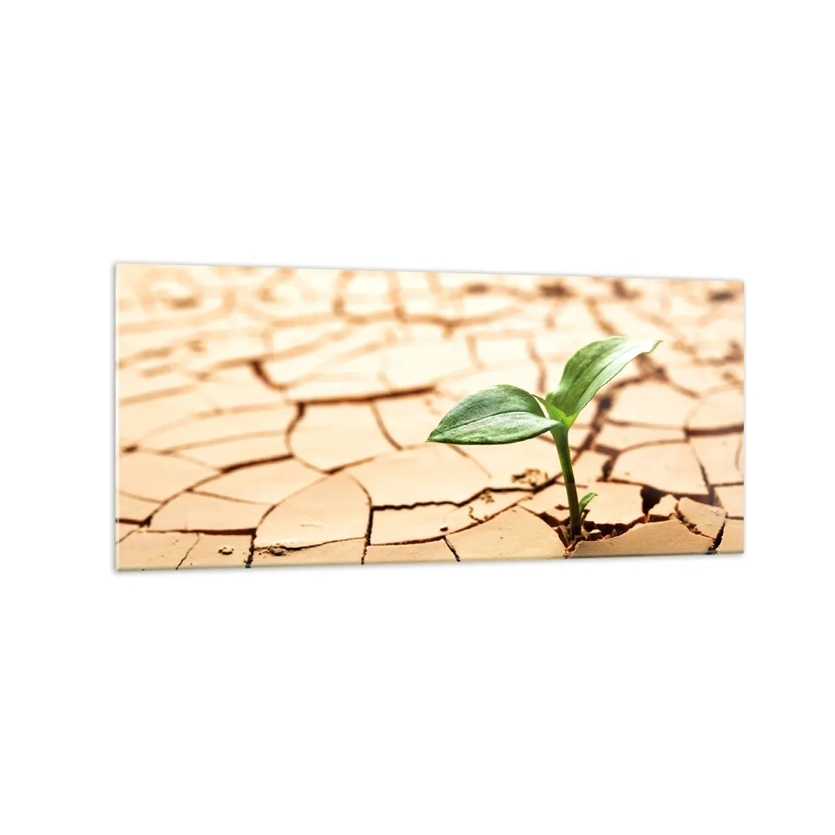 Glasbild - Bild auf glas - Eine grüne Pflanze wächst aus trockener, rissiger Erde - 120x50cm - Die unbezähmbare Kraft des Lebens - Moderne Wanddekoration für Wohnzimmer und Schlafzimmer ARTTOR