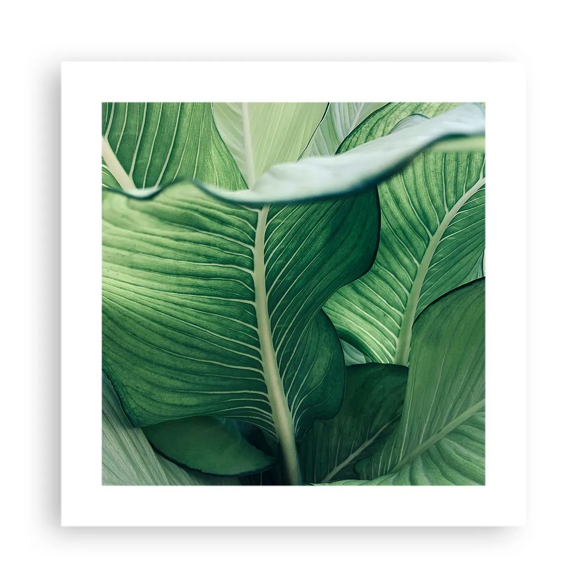 Poster - Intensiv grünes Leben - 40x40 cm