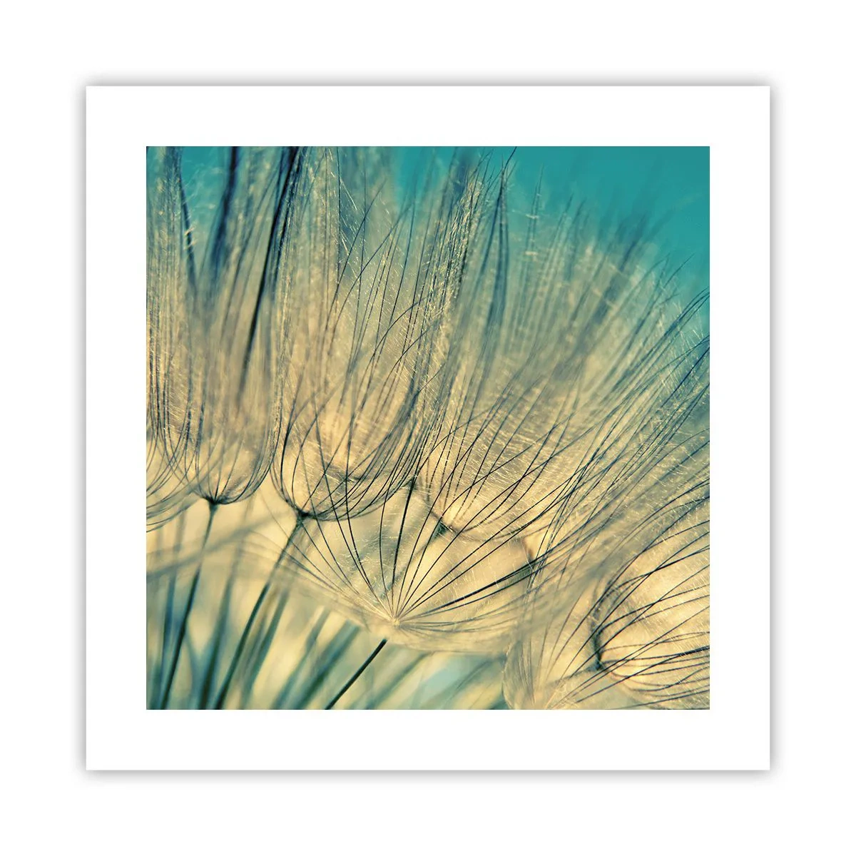 Poster - In Erwartung des Windes - 40x40 cm