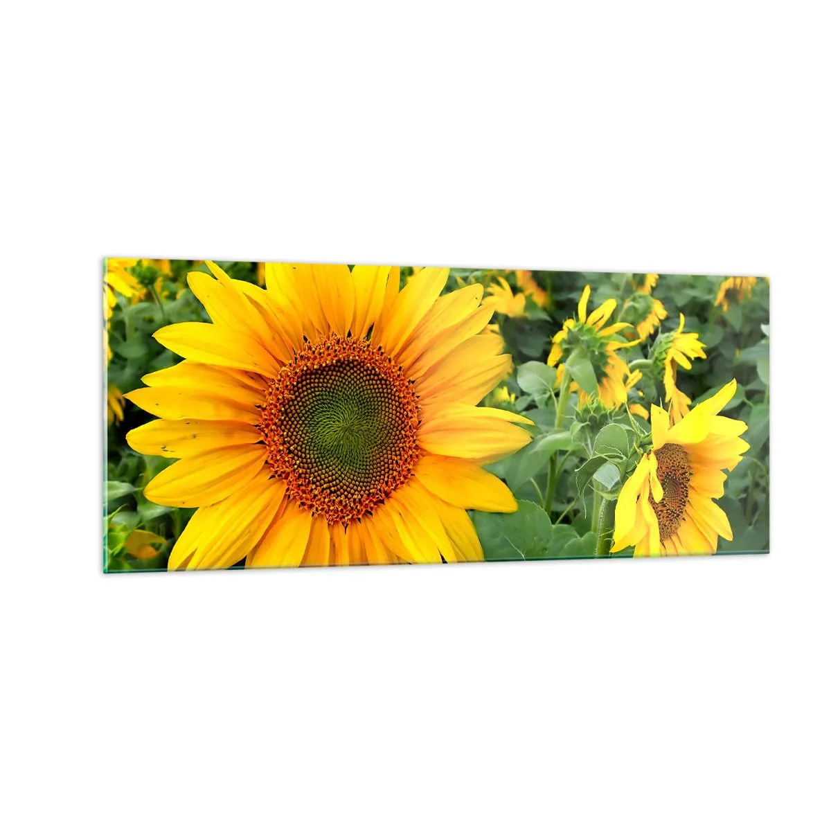 Glasbild - Bild auf glas - Hunderte von Sonnen flammten auf - 100x40 cm