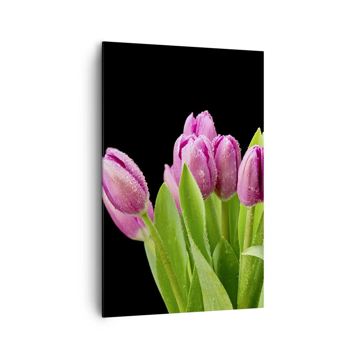 Bild auf Leinwand - Leinwandbild - Rosa Tulpen mit Tautropfen auf schwarzem Hintergrund - 80x120cm - Lila Frühlingsfreude - Moderne Wanddekoration für Wohnzimmer und Schlafzimmer ARTTOR