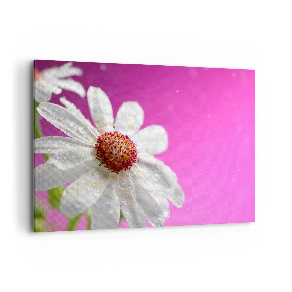 Bild auf Leinwand - Leinwandbild - Ein weißes Gänseblümchen mit Wassertropfen auf einem rosa Hintergrund - 120x80cm - Bescheiden in seiner Schönheit - Moderne Wanddekoration für Wohnzimmer und Schlafzimmer ARTTOR