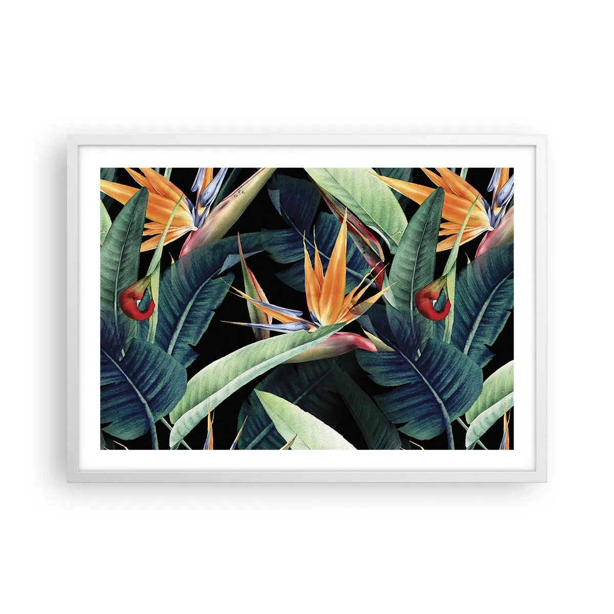 Poster in einem weißen Rahmen - Flammende Blumen der Tropen - 70x50 cm