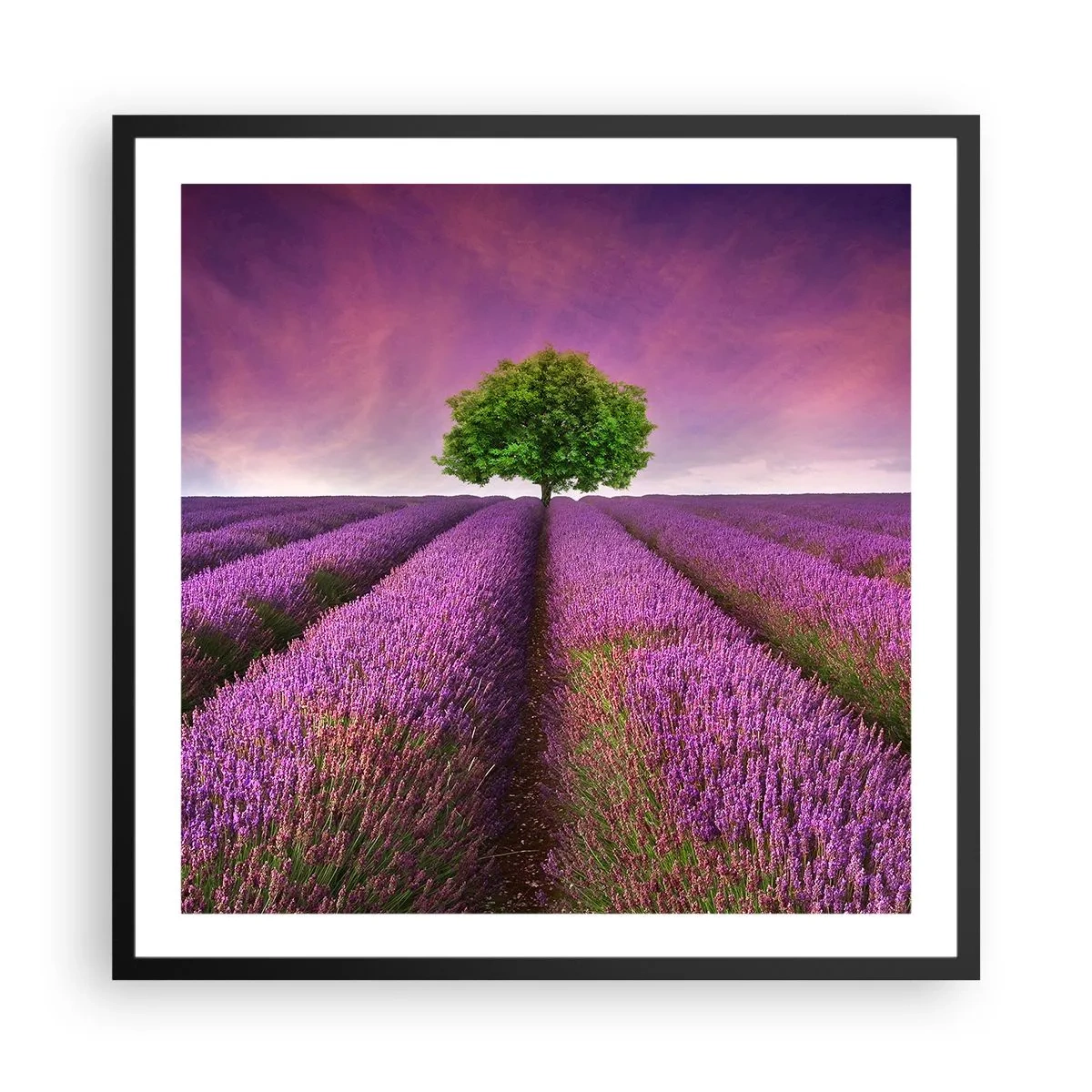 Poster in einem schwarzem Rahmen - Auf Lavendelfeldern - 60x60 cm