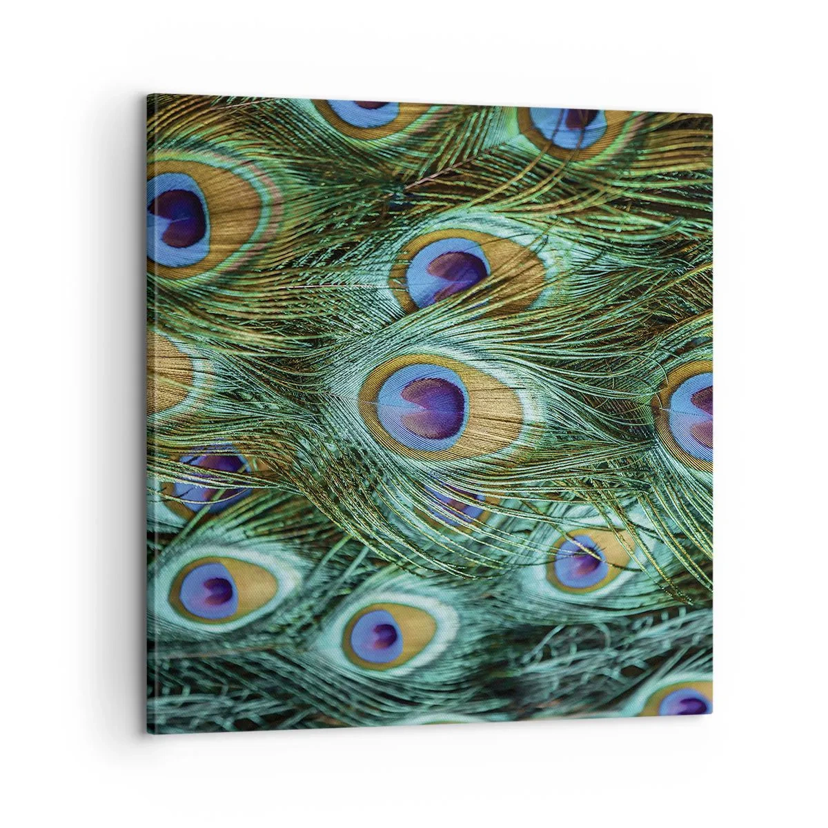 Bild auf Leinwand - Leinwandbild - Ein Blick mit Pfauenaugen - 60x60 cm