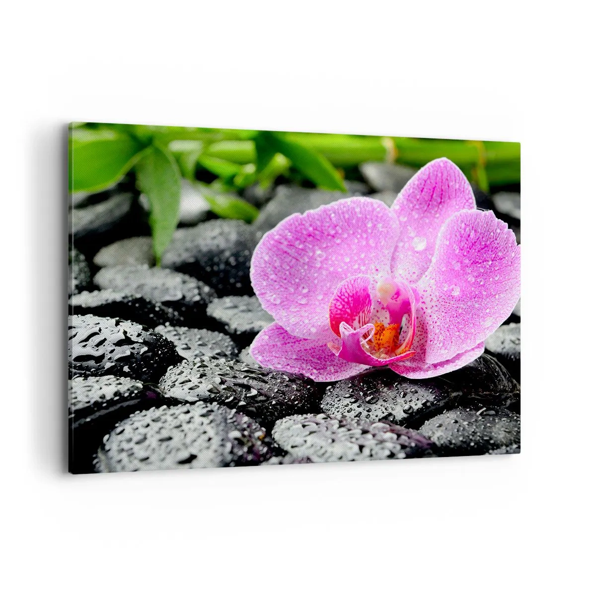 Bild auf Leinwand - Leinwandbild - Rosa Orchidee auf nassen schwarzen Steinen mit grünen Blättern - 100x70cm - Wie ein offenes Herz - Moderne Wanddekoration für Wohnzimmer und Schlafzimmer ARTTOR