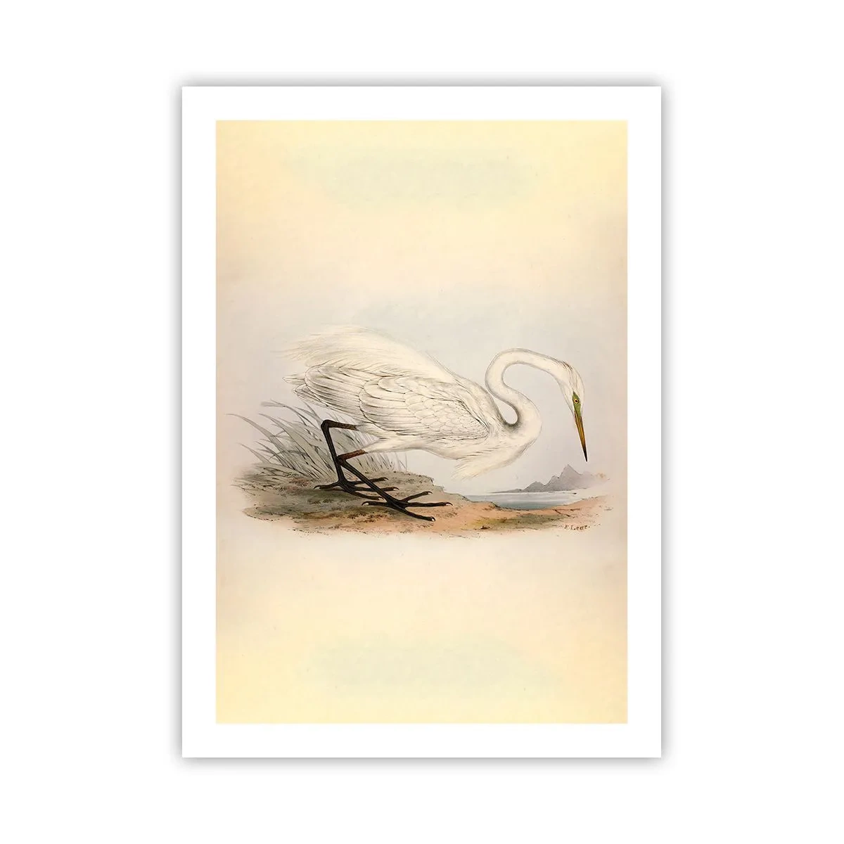 Poster - Illustration eines Reihers vor einem pastellfarbenen Landschaftshintergrund - 50x70cm - Dame auf den Binsen - Moderne Wanddekoration für Wohnzimmer und Schlafzimmer ARTTOR