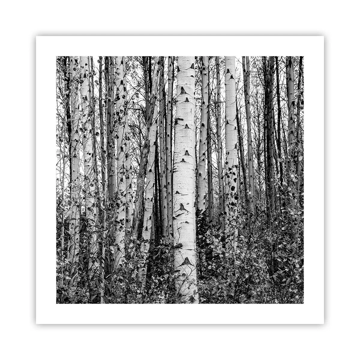 Poster - Birkenkolonnade - 50x50 cm