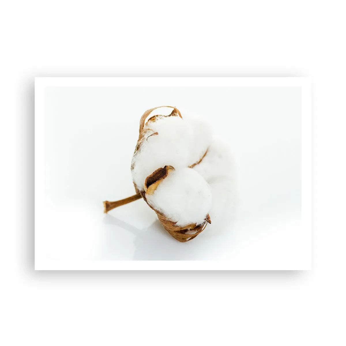 Poster - Ein Baumwollzweig auf hellem Hintergrund in minimalistischem Ansatz - 100x70cm - Von Natur aus weich - Moderne Wanddekoration für Wohnzimmer und Schlafzimmer ARTTOR