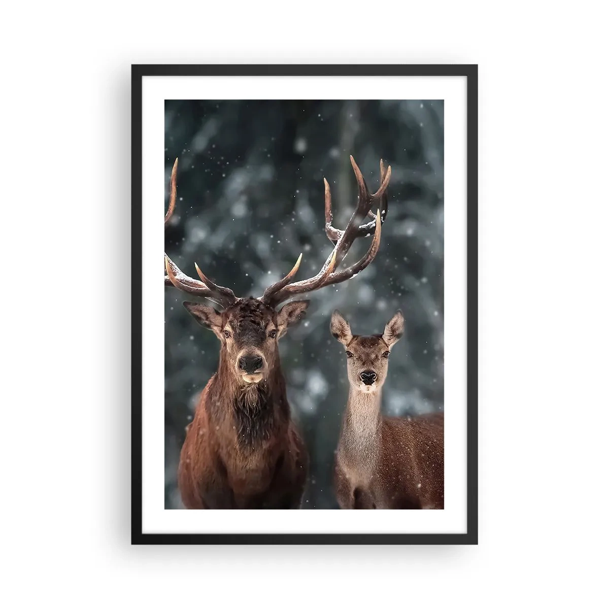Poster in einem schwarzem Rahmen - Ein Hirschpaar vor der Kulisse eines Winterwaldes - 50x70cm - Herr des Waldes mit seiner Frau - Moderne Wanddekoration für Wohnzimmer und Schlafzimmer ARTTOR