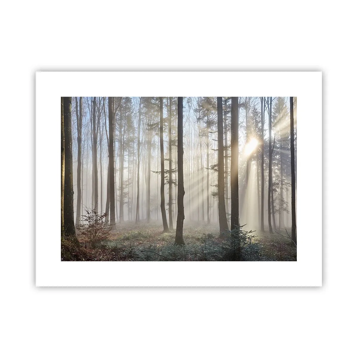 Poster - Der Nebel ist auch aufgewacht - 40x30 cm