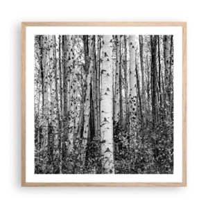 Poster in einem Rahmen aus heller Eiche - Birkenkolonnade - 60x60 cm