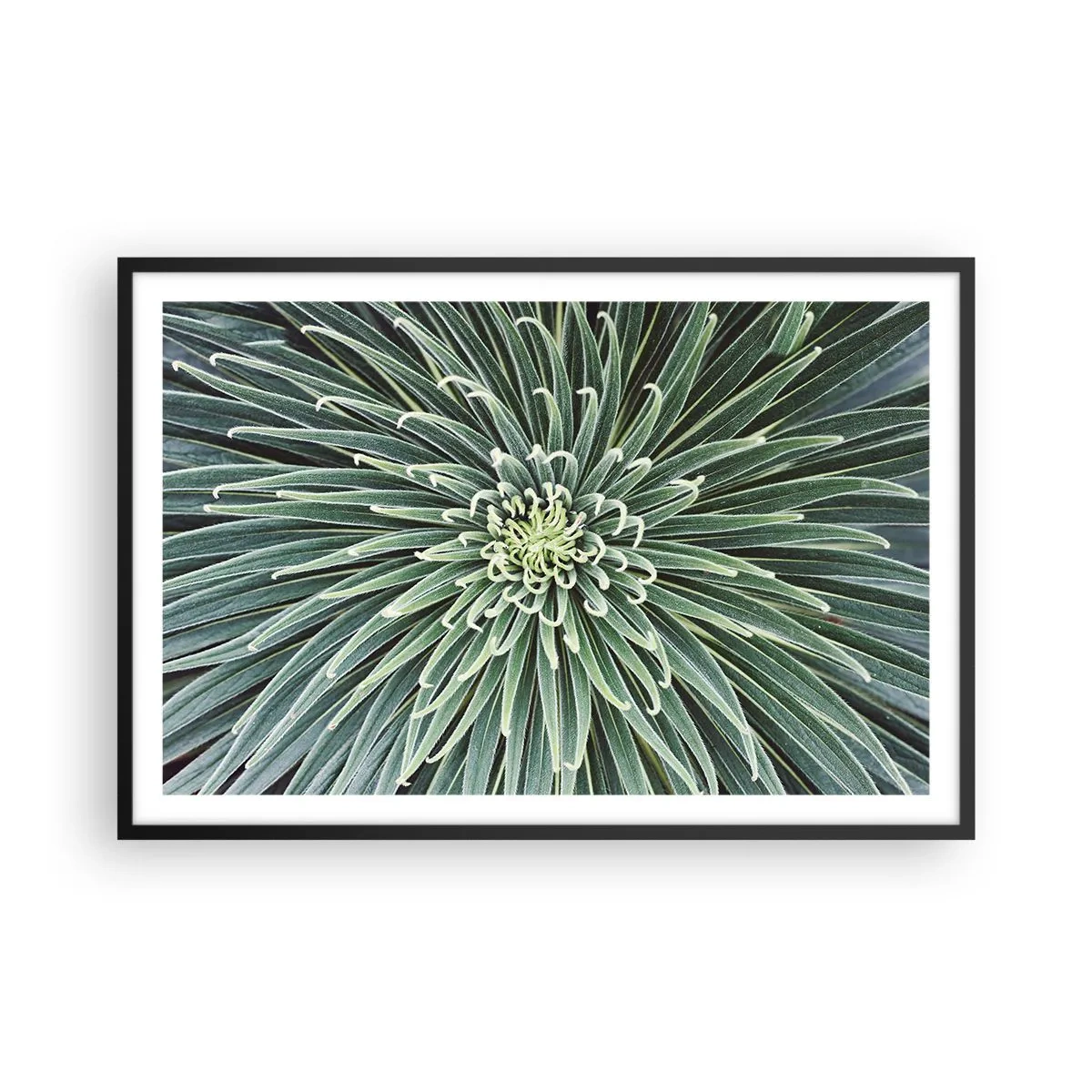 Poster in einem schwarzem Rahmen - Ein Star ist geboren - 91x61 cm