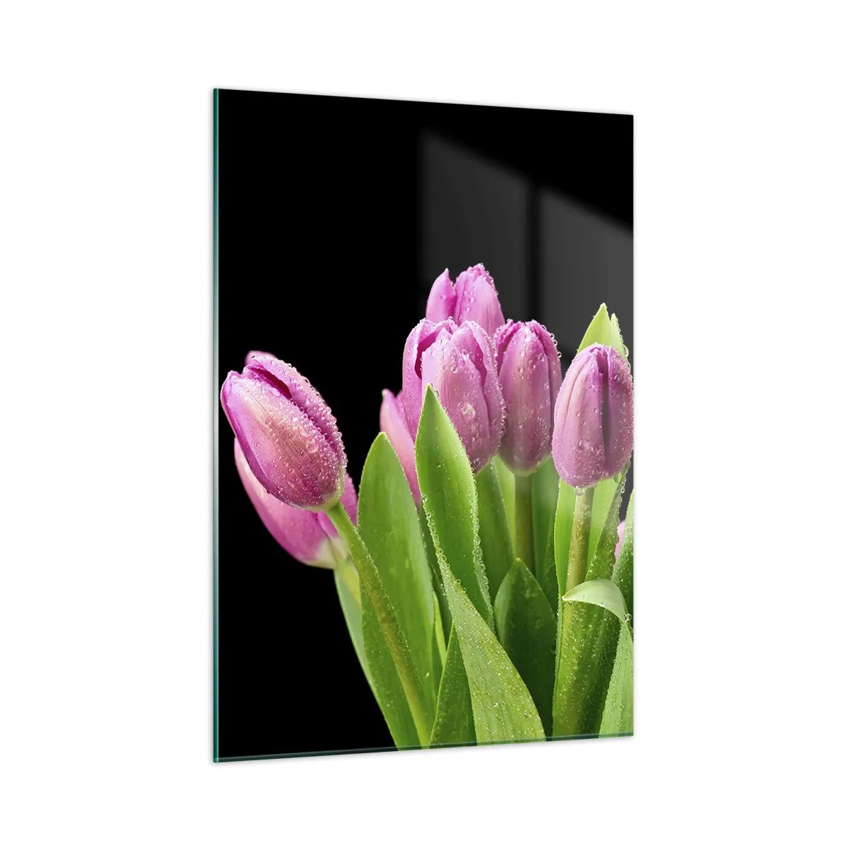 Glasbild - Bild auf glas - Ein Strauß rosa Tulpen, bedeckt mit Wassertropfen auf schwarzem Hintergrund. - 50x70cm - Lila Frühlingsfreude - Moderne Wanddekoration für Wohnzimmer und Schlafzimmer ARTTOR