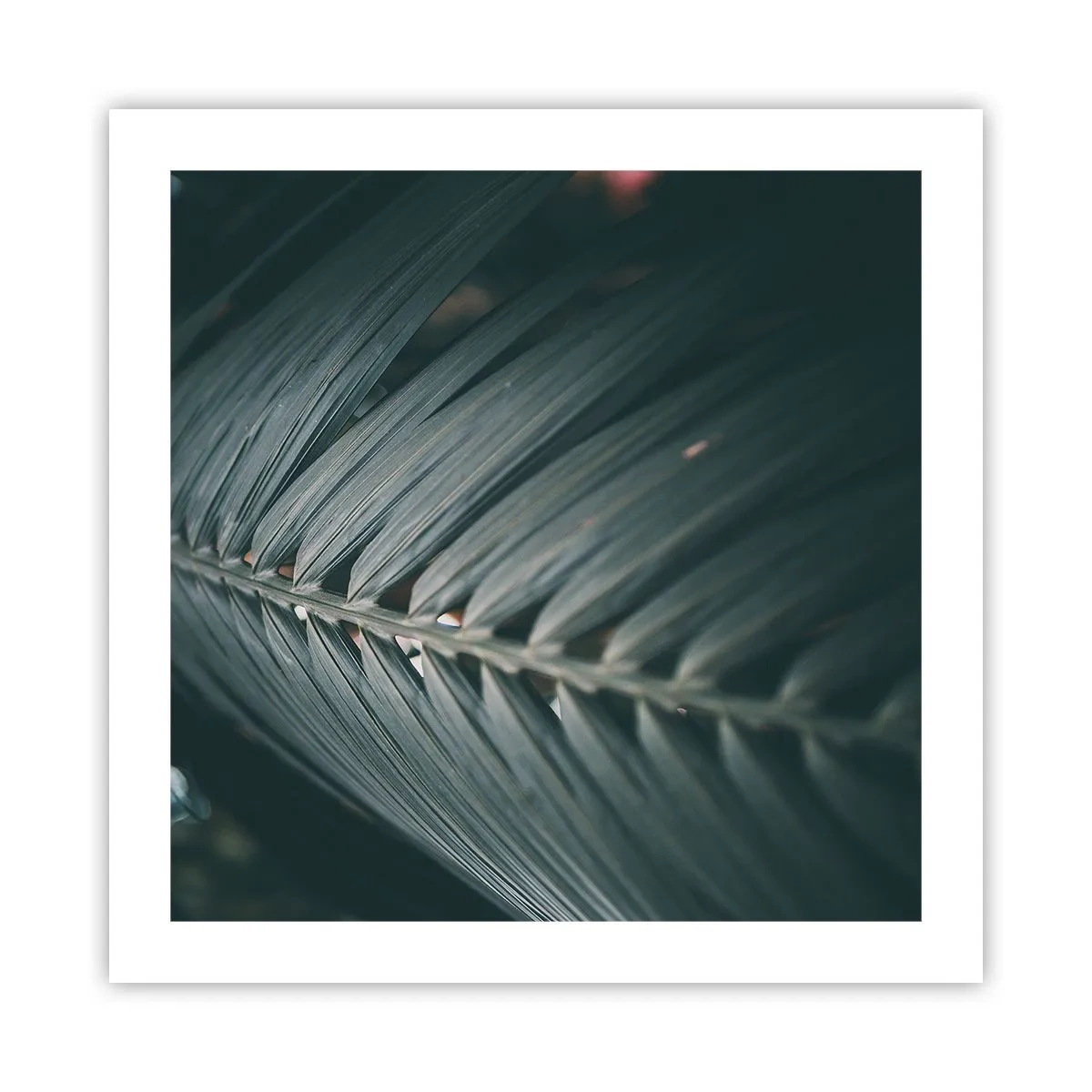 Poster - Die Präzision der Natur - 50x50 cm