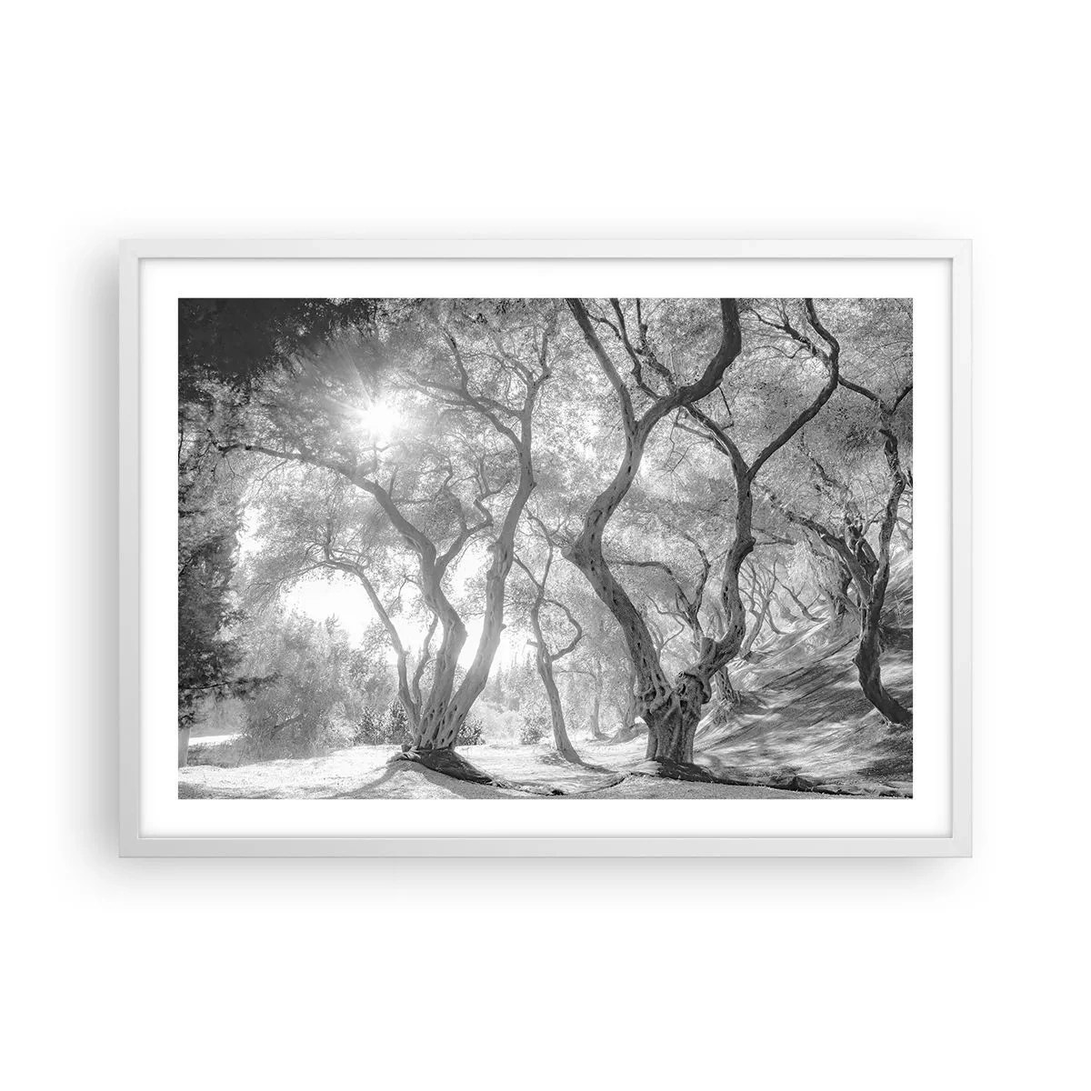 Poster in einem weißen Rahmen - Im Olivenhain - 70x50 cm
