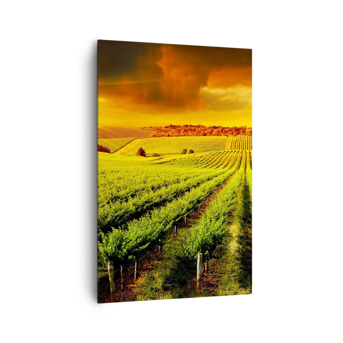 Bild auf Leinwand - Leinwandbild - Goldene Weinberge, beleuchtet von den Sonnenstrahlen - 80x120cm - Unter der australischen Sonne - Moderne Wanddekoration für Wohnzimmer und Schlafzimmer ARTTOR