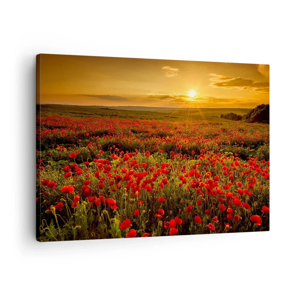 Bild auf Leinwand - Leinwandbild - Ein Feld mit roten Mohnblumen im Schein der untergehenden Sonne - 70x50cm - Unter den Wellen raschelnder Wiesen, unter den Blumen der Flut - Moderne Wanddekoration für Wohnzimmer und Schlafzimmer ARTTOR