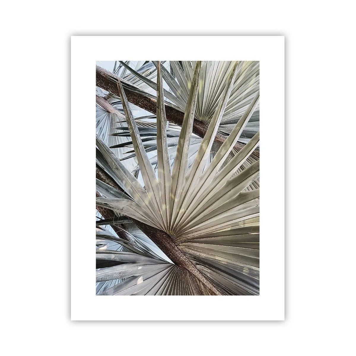 Poster - Fans in den Tropen - 30x40 cm