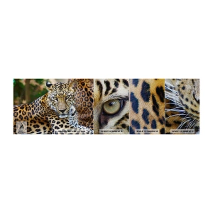 Fototapeten Muster Premium Sand - Wild und ruhig - Tiere, Leopard, Afrika - 100x30 cm