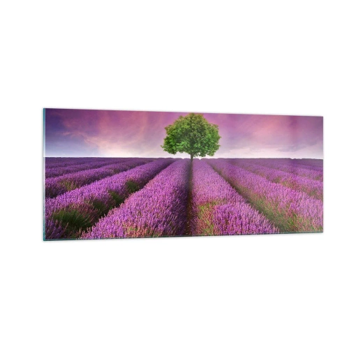 Glasbild - Bild auf glas - Auf Lavendelfeldern - 100x40 cm
