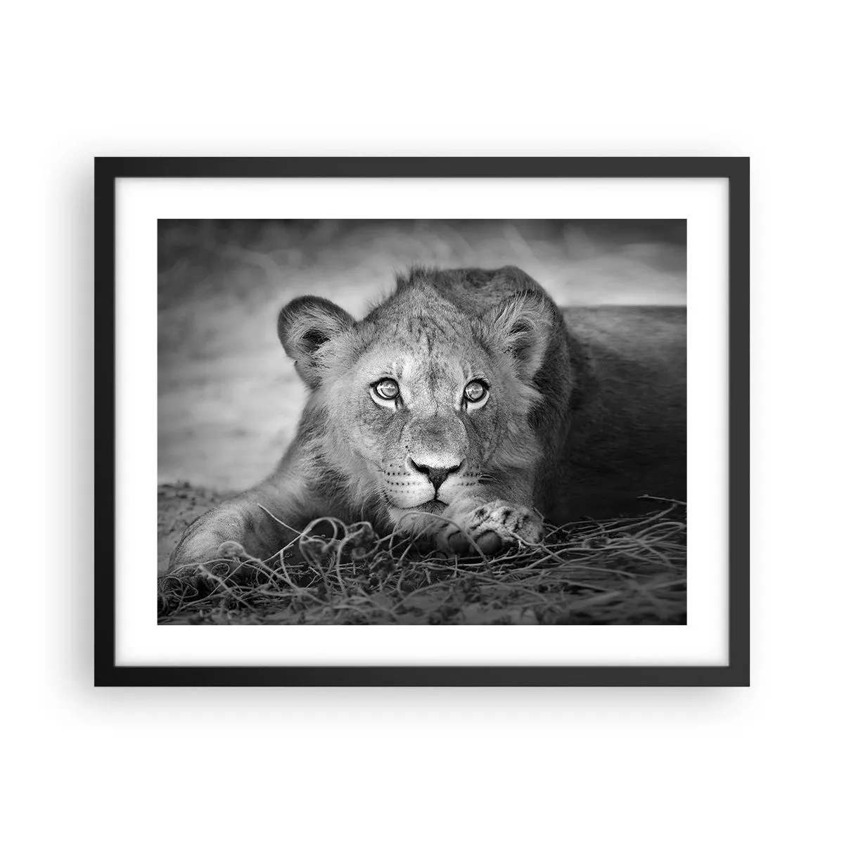 Poster in einem schwarzem Rahmen - Königlicher Welpe - 50x40 cm