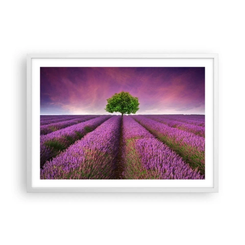 Poster in einem weißen Rahmen - Auf Lavendelfeldern - 70x50 cm
