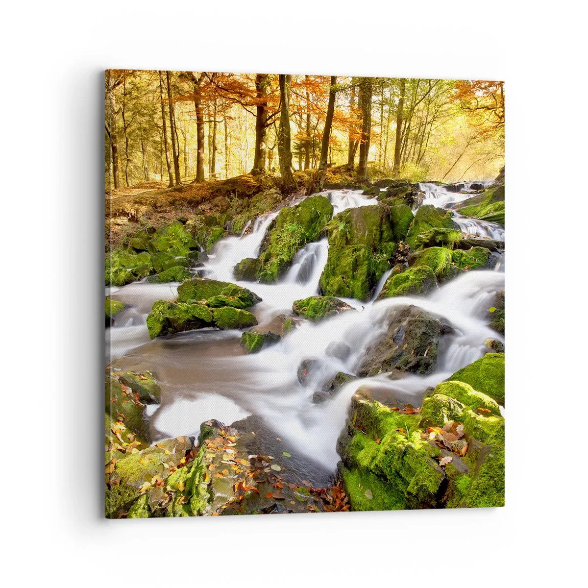 Bild auf Leinwand - Leinwandbild - Rasch durch den herbstlichen Wald - 70x70 cm