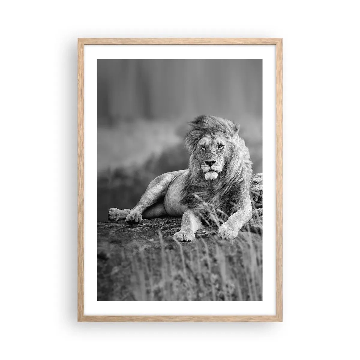 Poster in einem Rahmen aus heller Eiche - Königliche Siesta - 50x70 cm