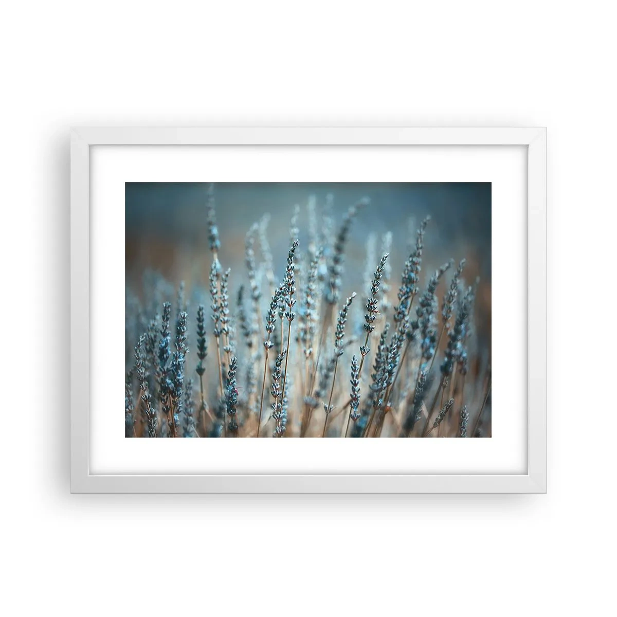 Poster in einem weißen Rahmen - Duftendes Kornfeld - 40x30 cm