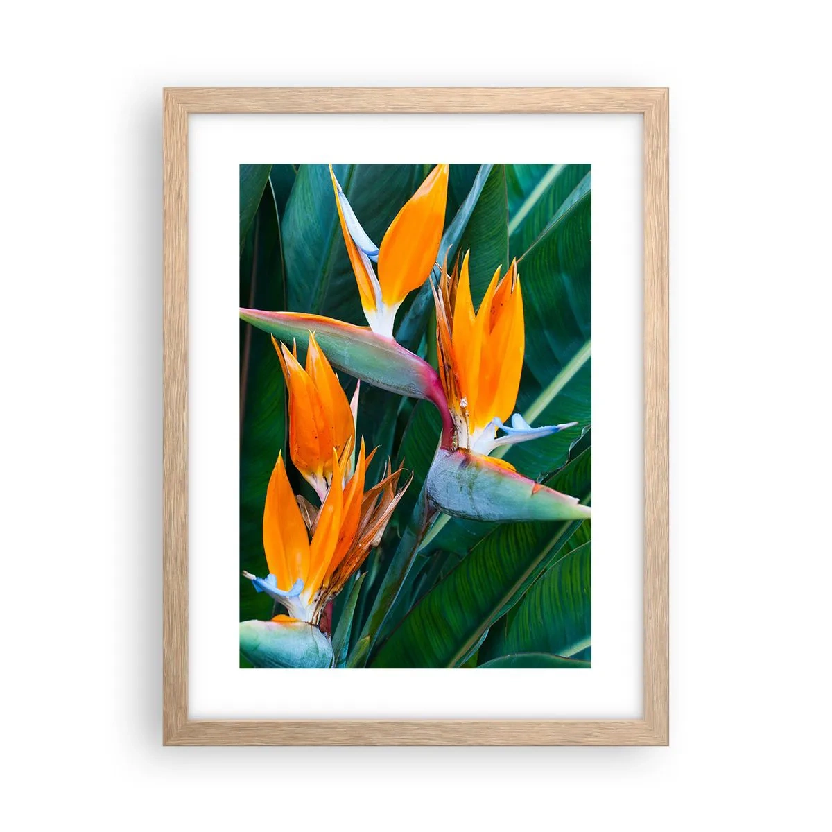 Poster in einem Rahmen aus heller Eiche - Ist es eine Blume oder ist es ein Vogel? - 30x40 cm