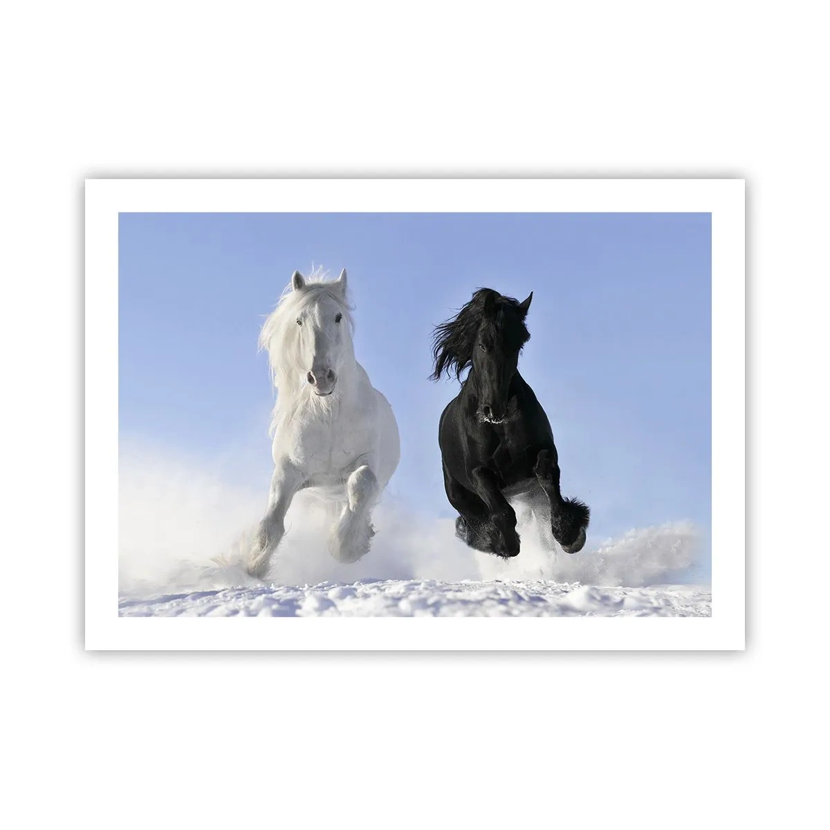 Poster - Schwarz-Weiß-Galopp - 70x50 cm