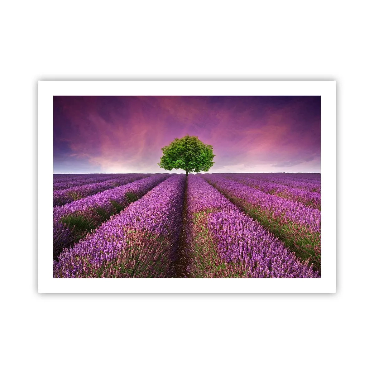 Poster - Auf Lavendelfeldern - 70x50 cm