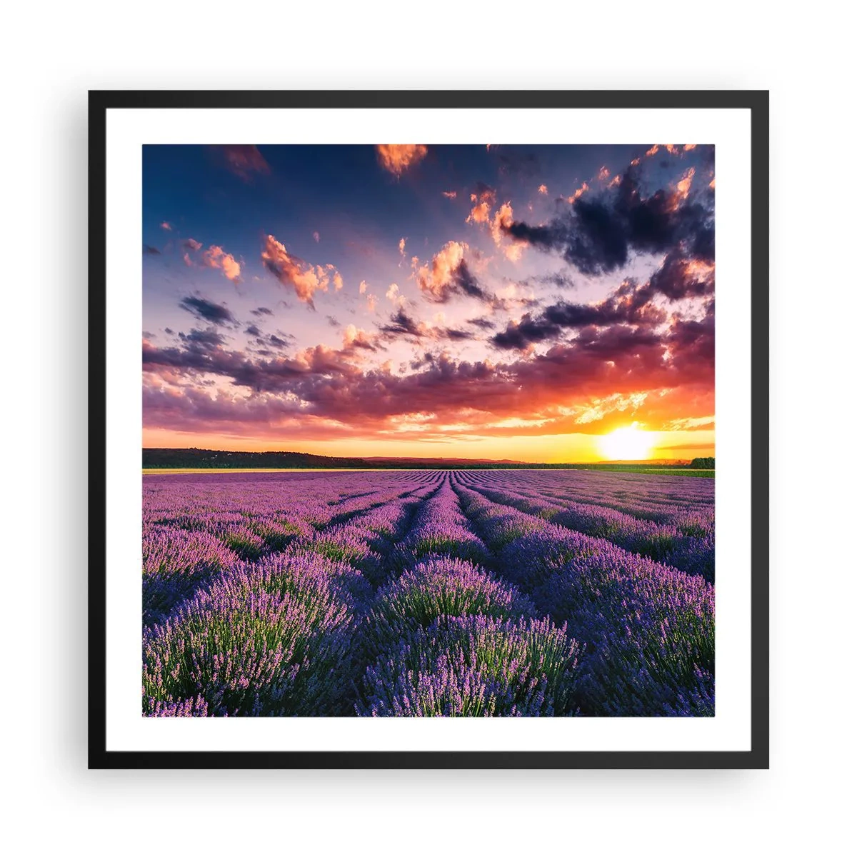Poster in einem schwarzem Rahmen - Lavendel Welt - 60x60 cm