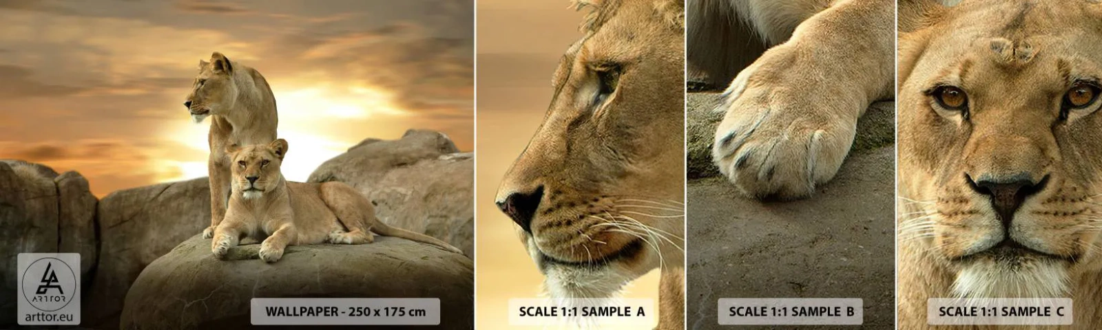 Fototapeten Muster Selbstklebend Deluxe Sticker - Königliche Majestät - Tiere, Löwe, Natur - 100x30 cm