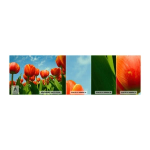 Fototapetenmuster Standard Eco - Außer dem blauen Himmel brauchen sie nichts in ihrem Leben - Blumen, Tulpen, Natur - 100x30 cm