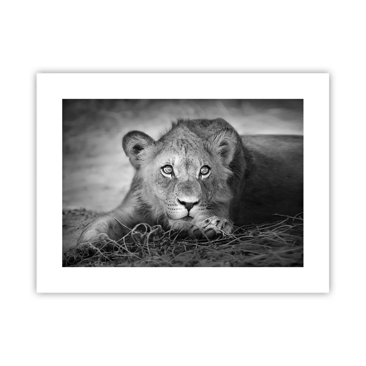 Poster - Königlicher Welpe - 40x30 cm