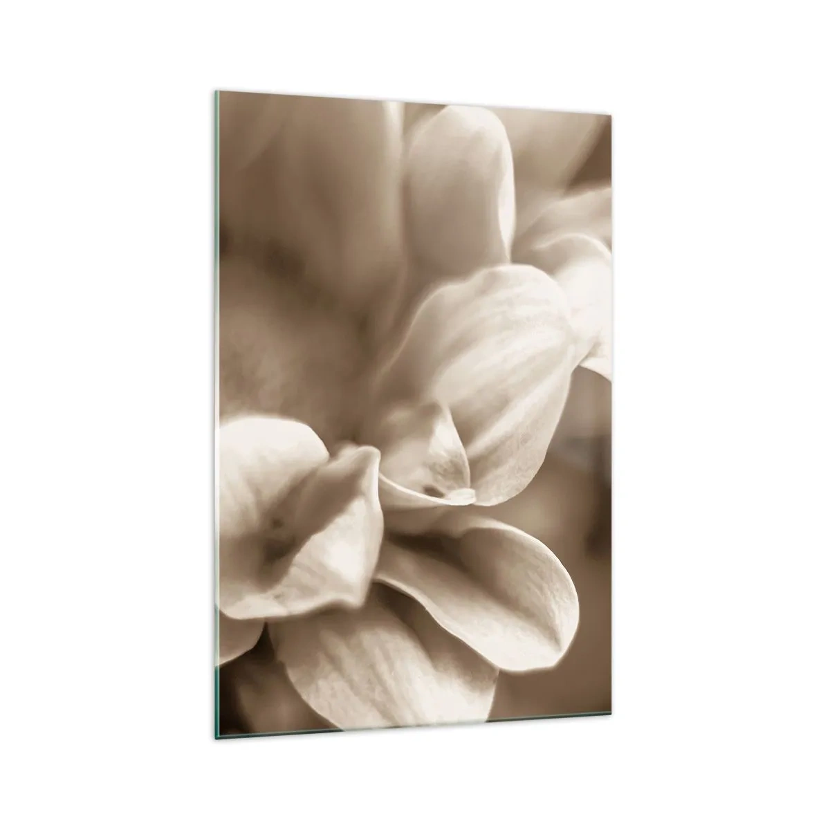 Glasbild - Bild auf glas - Nahaufnahme von Blüten in zartem Sepia-Ton mit weichen Konturen - 70x100cm - So sanft wie ein Lächeln - Moderne Wanddekoration für Wohnzimmer und Schlafzimmer ARTTOR