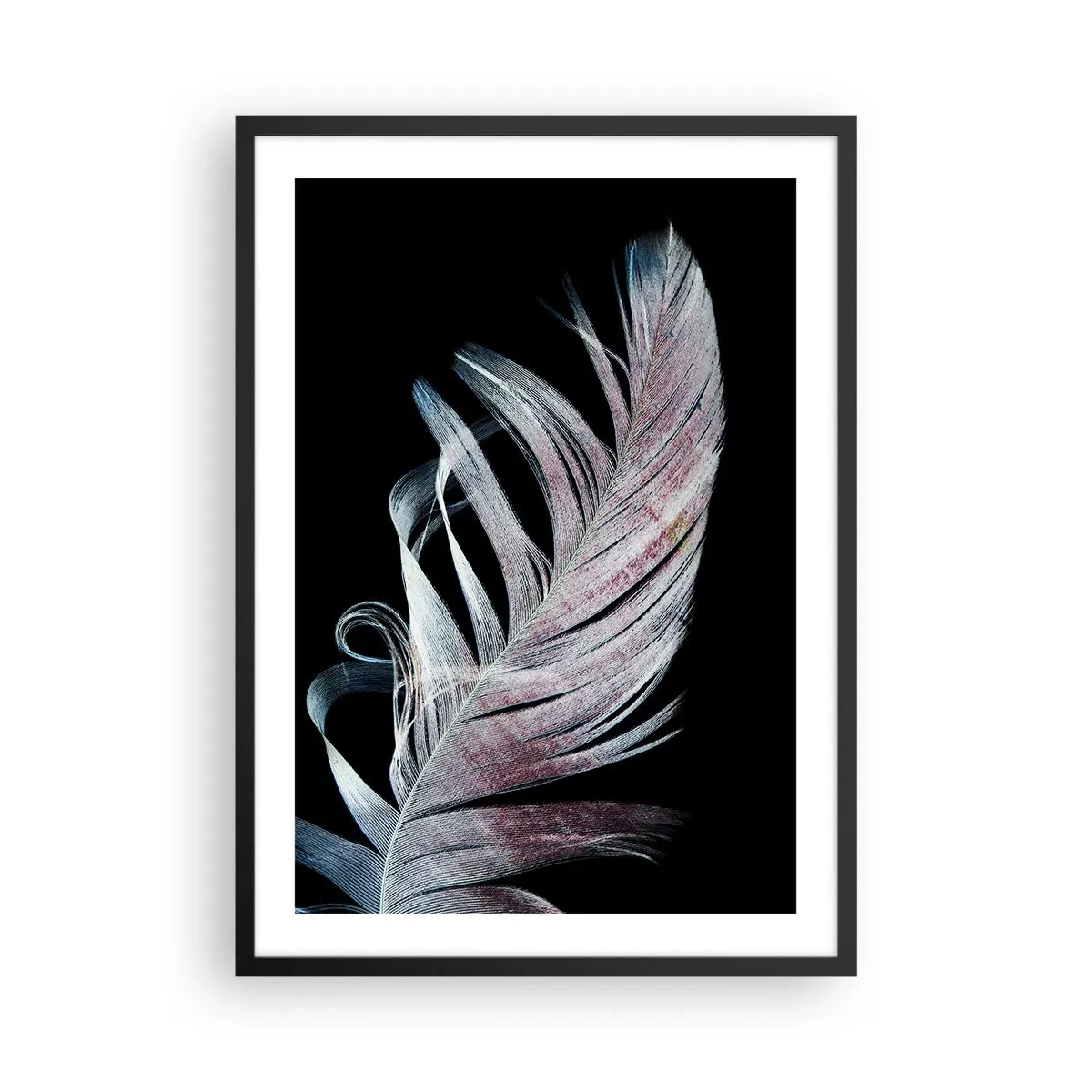 Poster in einem schwarzem Rahmen - Eine Feder in zarten Rosa- und Blautönen auf schwarzem Hintergrund - 50x70cm - Denke an Berührung - Moderne Wanddekoration für Wohnzimmer und Schlafzimmer ARTTOR