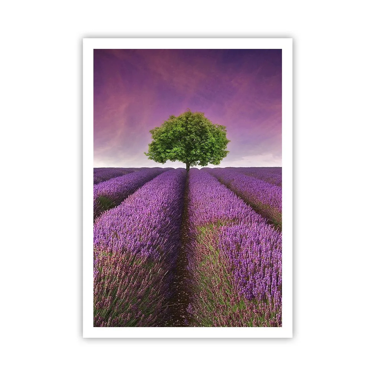 Poster - Auf Lavendelfeldern - 70x100 cm