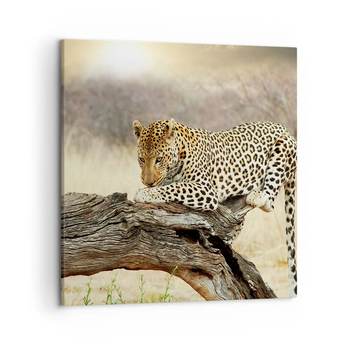 Bild auf Leinwand - Leinwandbild - Ich gehe meine eigenen Wege - 50x50 cm