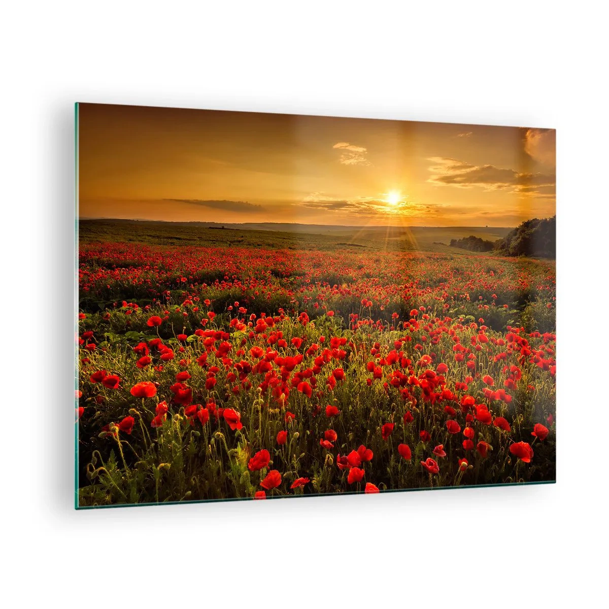 Glasbild - Bild auf glas - Ein Mohnfeld, beleuchtet von den Strahlen der untergehenden Sonne - 70x50cm - Unter den Wellen raschelnder Wiesen, unter den Blumen der Flut - Moderne Wanddekoration für Wohnzimmer und Schlafzimmer ARTTOR