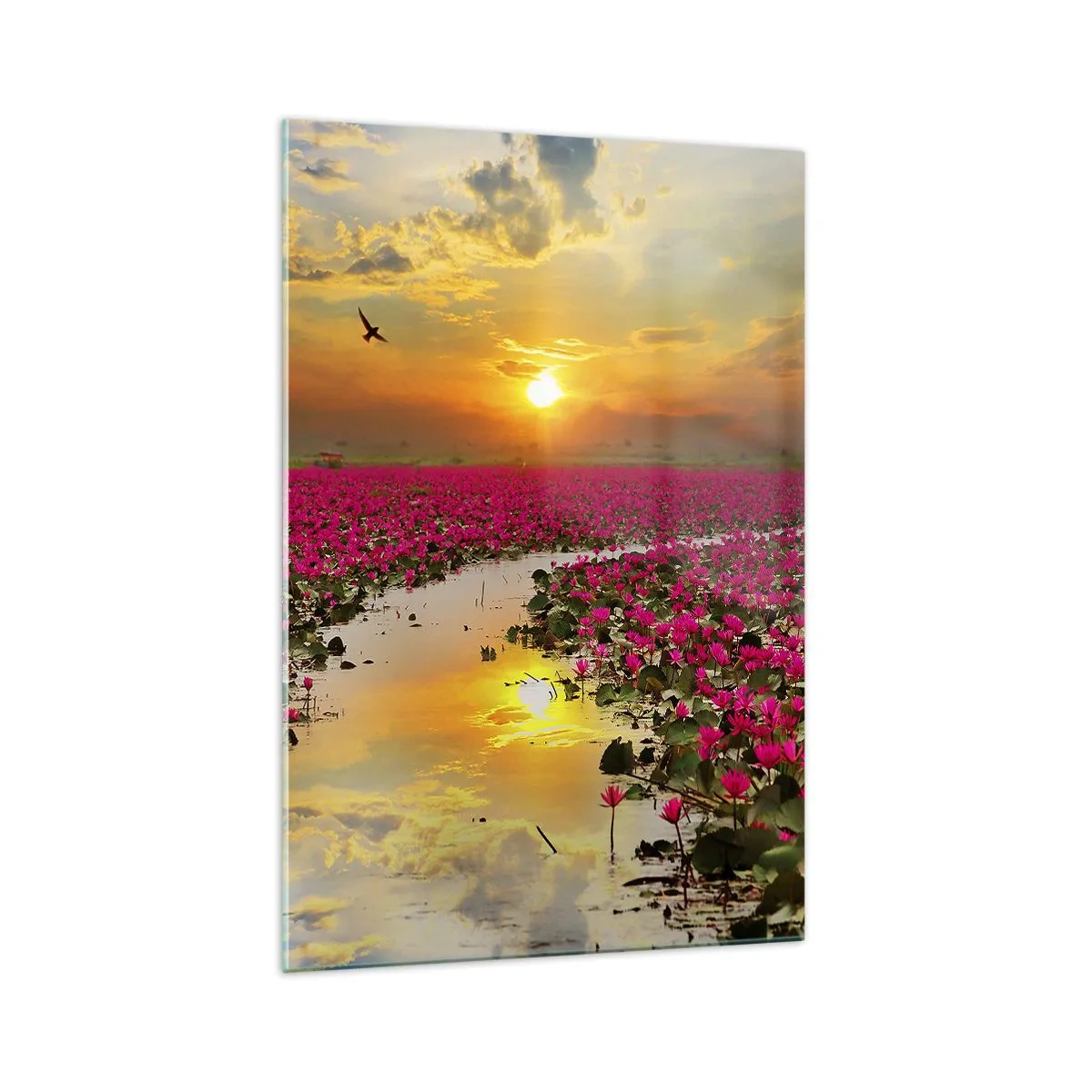 Glasbild - Bild auf glas - Ein Feld mit rosa Seerosen bei Sonnenuntergang - 70x100cm - Das geheime Leben des Sees - Moderne Wanddekoration für Wohnzimmer und Schlafzimmer ARTTOR