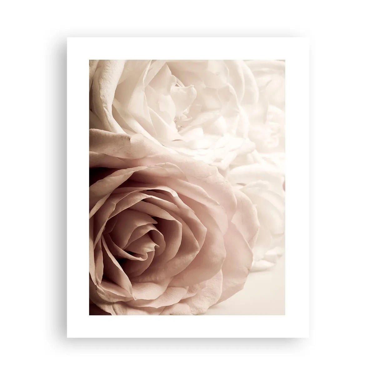 Poster - Im Herzen der Rose - 40x50 cm