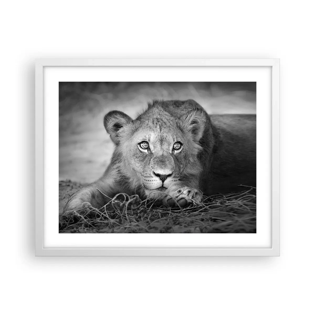 Poster in einem weißen Rahmen - Königlicher Welpe - 50x40 cm