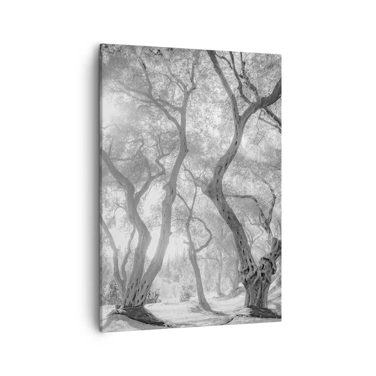 Bild auf Leinwand - Leinwandbild - Schwarz-Weiß-Ansicht von Bäumen in einem Olivenhain mit Sonnenstrahlen - 50x70cm - Im Olivenhain - Moderne Wanddekoration für Wohnzimmer und Schlafzimmer ARTTOR