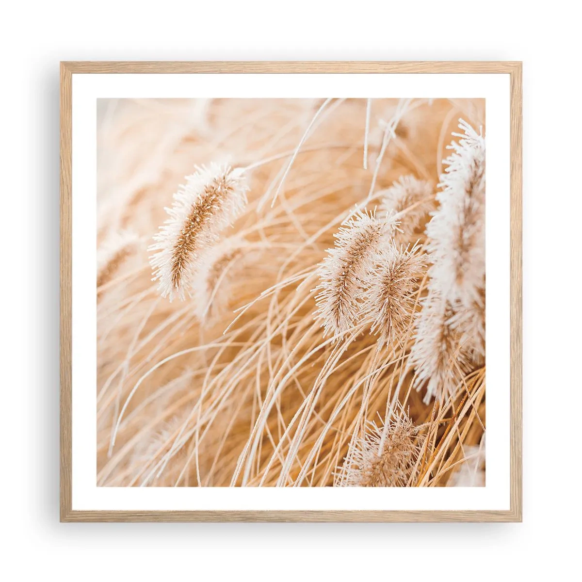 Poster in einem Rahmen aus heller Eiche - Das goldene Rauschen des Grases - 60x60 cm